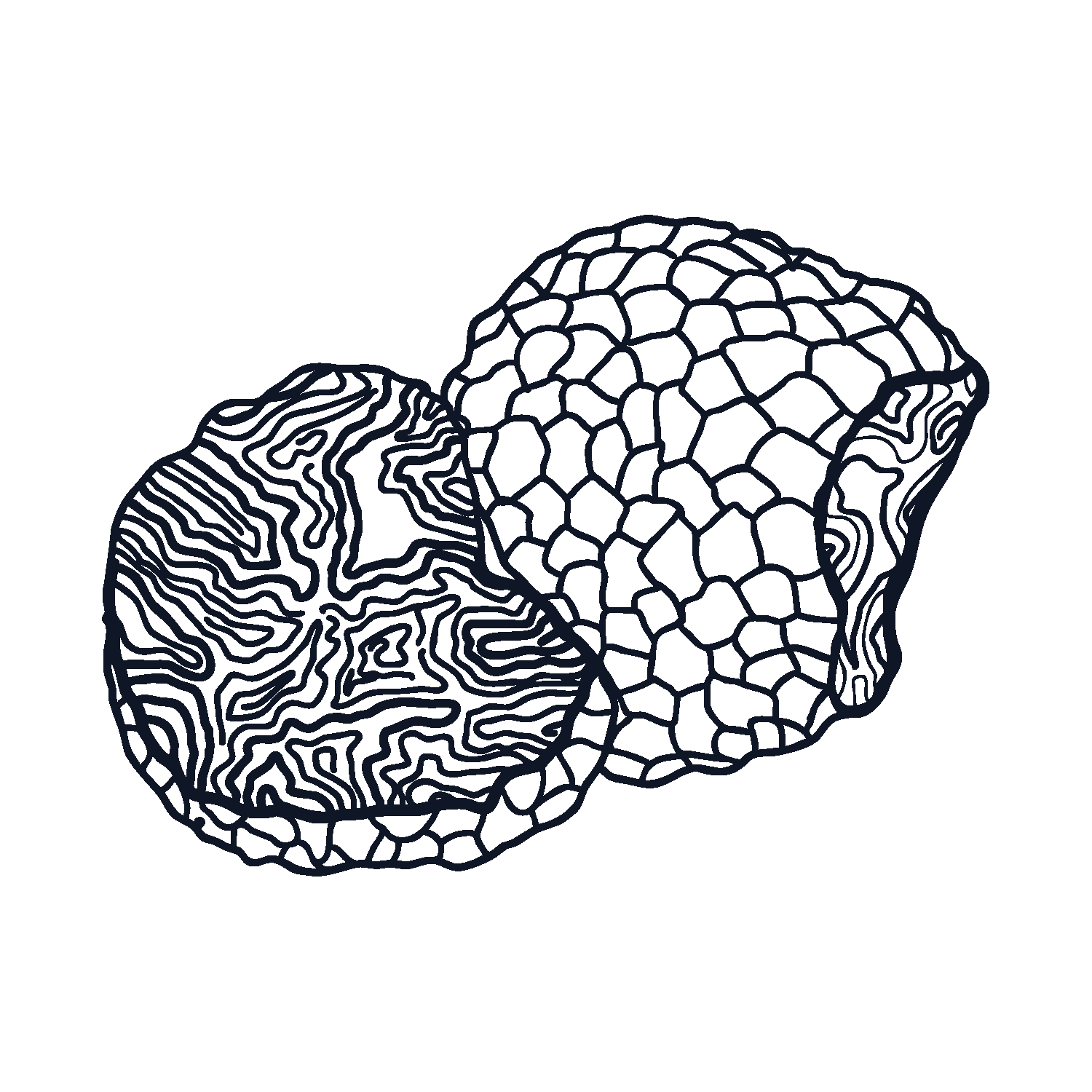 Engraved illustration of black truffles, one whole and one cut to show its marbling
